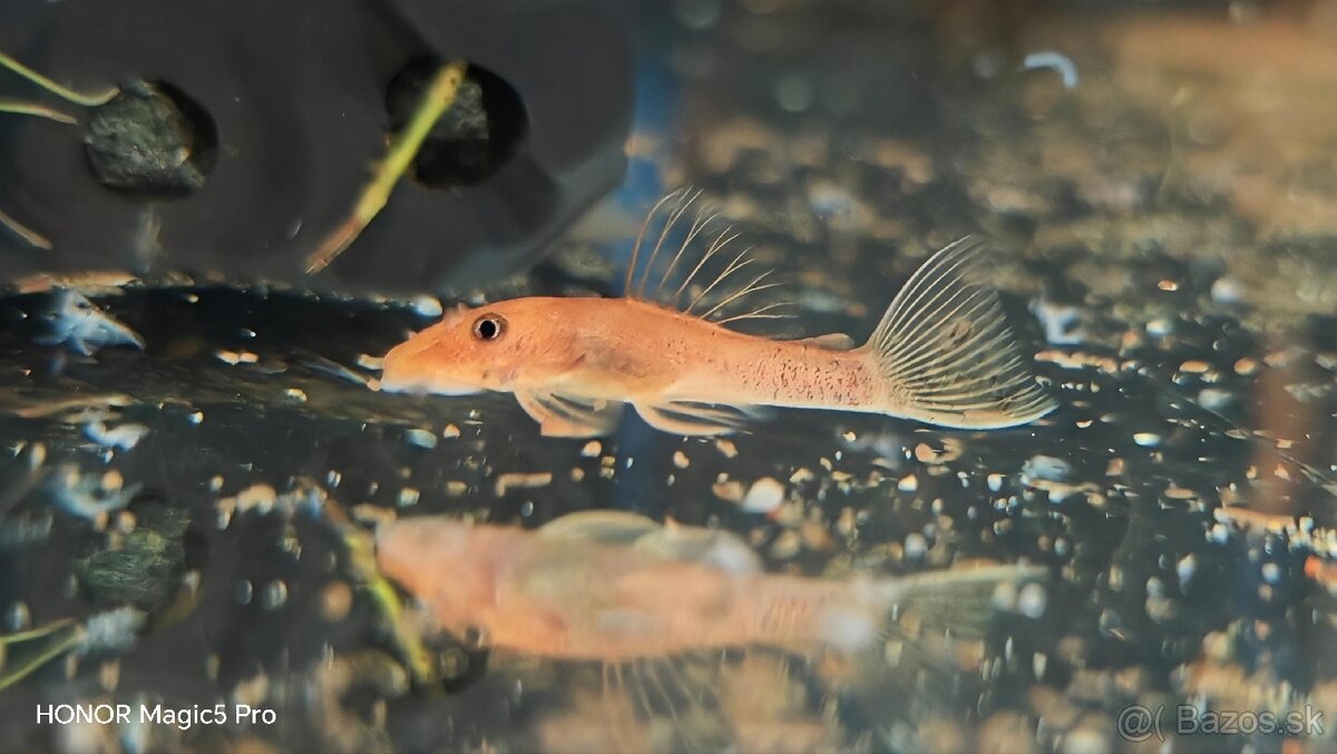 Akvariové ryby (raritky) k odberu - 16