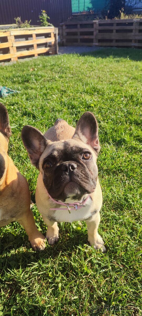 Francúzsky buldoček s PP - 16
