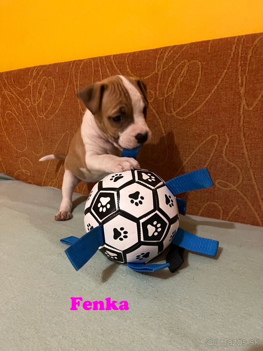 Americky Stafordšírský Terier šteniatka - 16