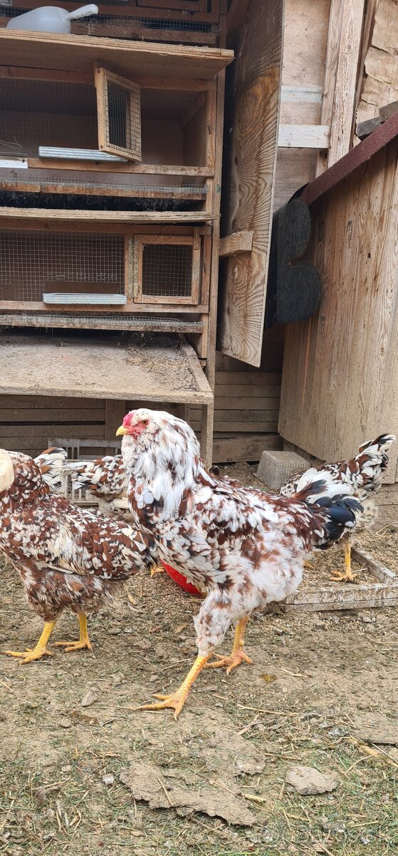 Ponukam nasadove vajicka - 16