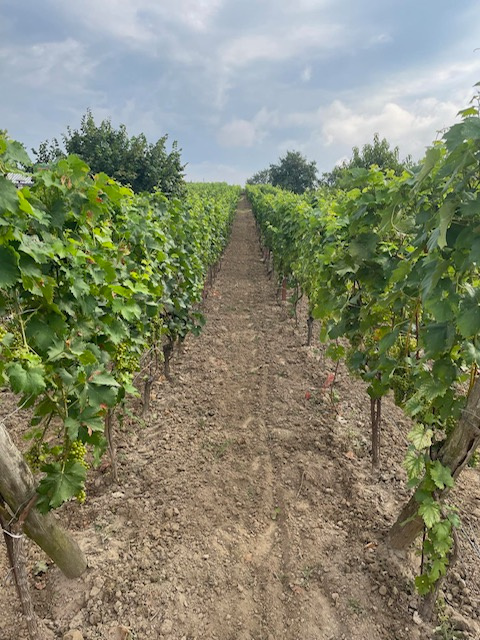 Predám vinicu v osobnom vlastníctve - 16