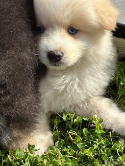 Pomsky / Pomeranian / Husky - 16