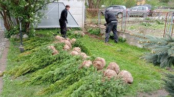 Tuja Smaragd, vavrínovec, červienka - Ružomberok - 16