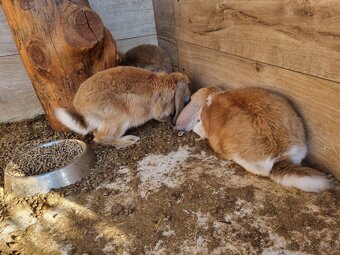 NOS ,FRANCUZSKY BARAN - 16