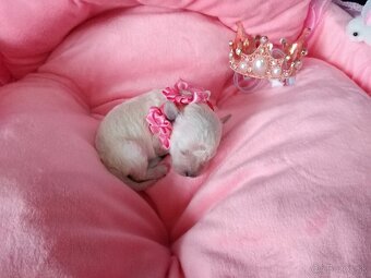 ❤️Pudlik extra mini toy ❤️ - 16