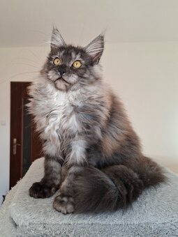 MAINE COON - Mainská mývalia s PP - 16