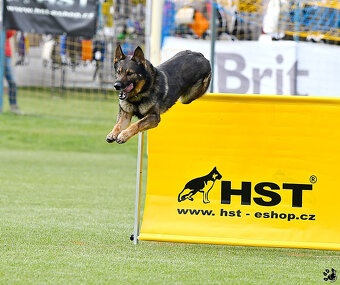 Nemecký ovčiak - šteniatka s PP - 16