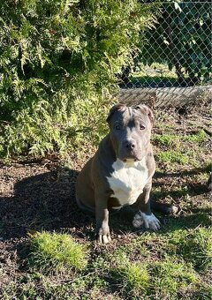 American Bully XL - 16