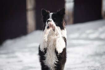 Border Kólia s PP - plánovaný vrh - šteniatka - 16