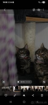 Maine Coon - 16