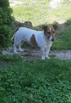 Tricolor Jack Russell šteniatka - 16