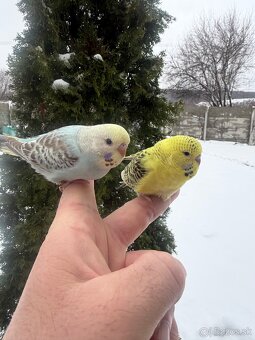 Andulky mlada Maznačik - 16