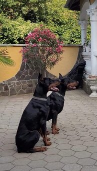 DOBERMAN ŠTENIATKA S FCI P.P - 16