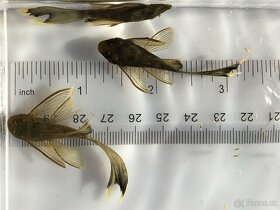 Pleco, Hypancistrus, Ancistrus long fin, sumce - 16