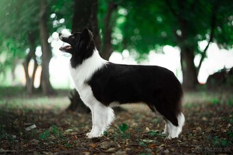 Border Kólia šteniatka Plánovaný vrh - Border Collie puppies - 16