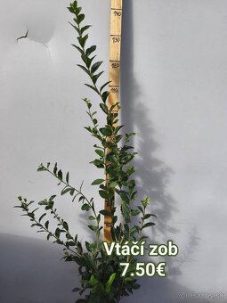 vavrínovec, červienka, cyprusovec, živý plot - 16