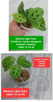 Predám izbové rastliny - 16