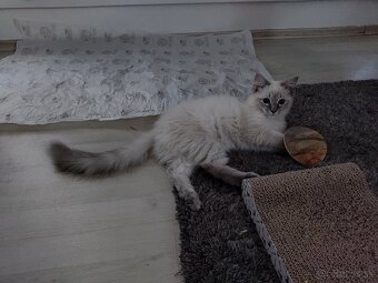 Ragdoll bez PP - 16