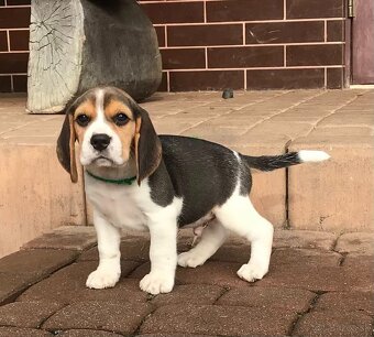 Bígel Beagle Bigl s PP FCI - 16