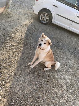 Akita Inu - 16
