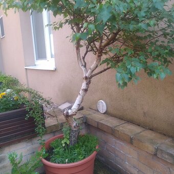 ▶️▶️ izbové BONSAI -tučnolist ▶️▶️ - 16