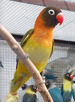 Agapornisy fischeri a škraboškové - 16