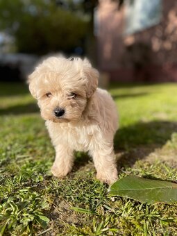 Maltipoo - 16