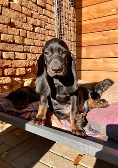 Americký mývalí pes- Black and Tan Coonhound - 16