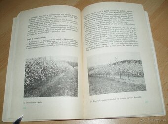 ez ovoných dřevin - 16