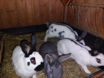 Králiky do chovu - 16