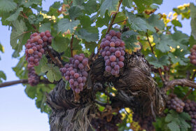 Starý vinič v kvetináči - 16