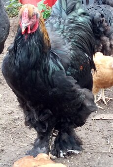 Mladé kohúty brahman - 16