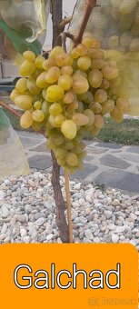 Stolový vinič predaj. - 16
