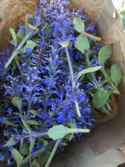 Sušené bylinky 1 - 16