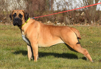 BOERBOEL BALLOTADA -2 FENY-10 MĚSÍCŮ-garance DKK,DLK,OCD - 16