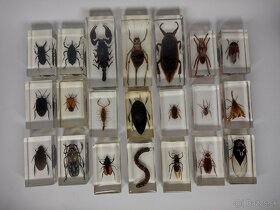 Exotický hmyz z celého sveta škorpión, chrobák, mucha, pavúk - 16