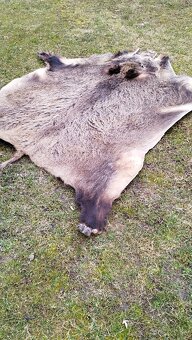 Predám vypracovanu kožu zlatého diviaka parožie zhody trofej - 16