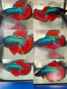 Betta Splendens - Bojovnica Pestrá. - 16