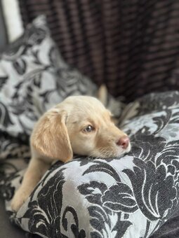 Šteniatka labrador a biely chlapec IHNEĎ - 16