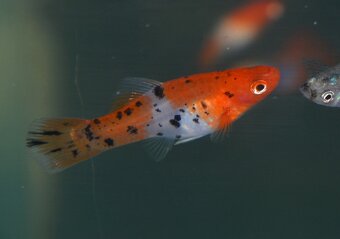 Spoločenské rybky dovoz 9.11 RK-BB - 16