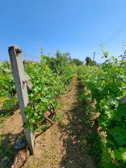 Predáme viničnú chatu s vinohradom, 799 m2, Vráble - Dolný D - 16