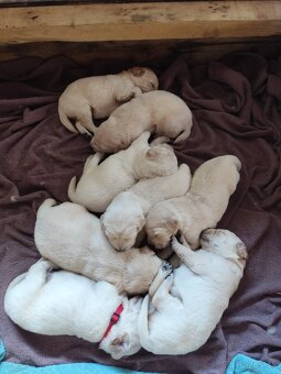 Zlatý retriever šteniatka - 16