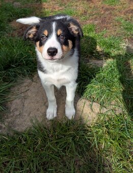 Border kolia tricolor - 16