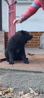 Nemecký ovčiak šteniatka - 16