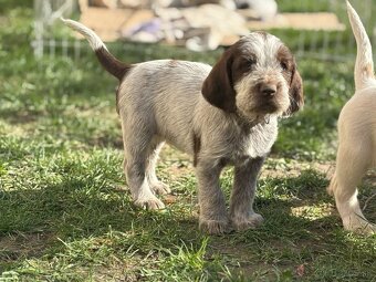 Taliansky spinone - 16