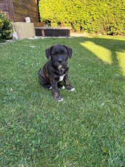 Šteniatko pitbull - 16
