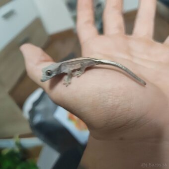 Pagekon riasnatý/Correlophus ciliatus - 16