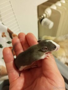 Predám malé potkany - 16