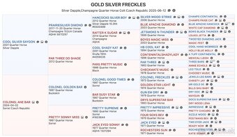 American Quarter Horse hřebec ve zbarvení silver champagne - 16