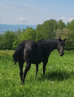 Zrebcek Aph   Buckskin overo/sabino - 16